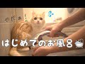 【初お風呂】もふもふ子猫が小っちゃくなって可愛い！／When you put a mofumofu kitten in the bath ... (Part 1)