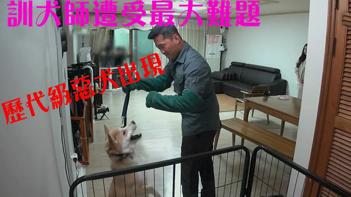 歷代級惡犬將訓犬師咬進醫院進行傷口縫合，柴犬加珍島犬的混種，真是加倍的犟種。 - 天天要聞