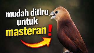 Mudah ditiru burung Pipit 🔥Masteran emprit Bondol kaji gacor 340