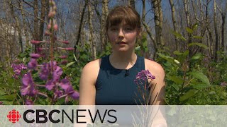 Seeing more of these purple flowers? Here's why
