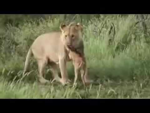 საოცარი კადრები, ლომსაც ცოდნია დანდობა