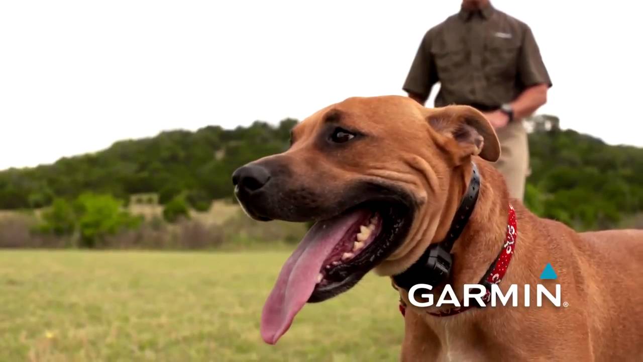 garmin e collar training