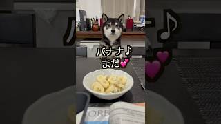 【柴犬】この顔されたら、つい食べさせてしまうな😆💕 #shiba #柴犬 #黒柴