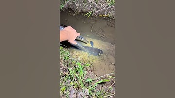 Cá Lớn - dùng kẹp bắt Cá Lóc Khủng cực khó 😱 #khacthuyvlogg