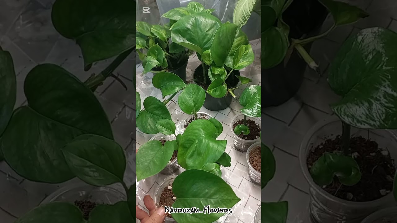 Голланд Эпипрендум Глобал Греен гулини купайригандим натижасини куринг.