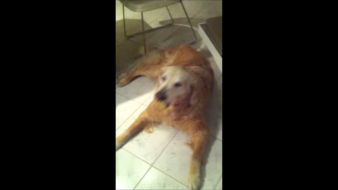 Hund mit Zitrone YouTube