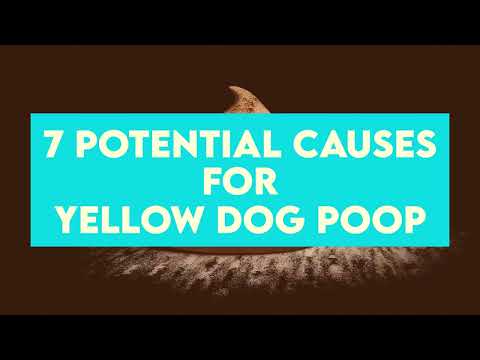 Yellow Dog Poop: 7 Causes & What Pet Owners Should Do About It