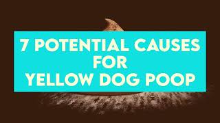 Yellow Dog Poop: 7 Causes & What Pet Owners Should Do About It