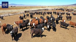 Utah Cattle Ranchers Speak Out About Trumps Plan To Import Beef From Argentina