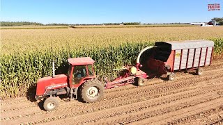 ALLIS-CHALMERS Tractors Chopping Corn