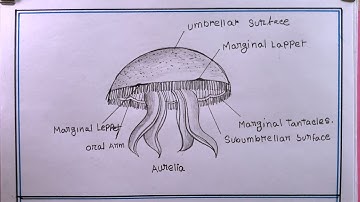 how to draw aurelia easy/drawing aurelia/aurelia diagram