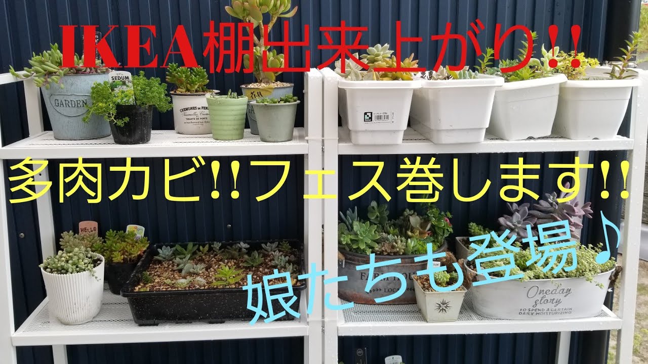 夫婦多肉 Ikeaの棚出来上がり 多肉カビどーしよ Youtube
