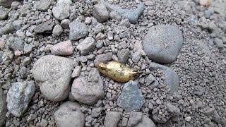 Найдено рассыпное месторождение золота - речной золотой песок