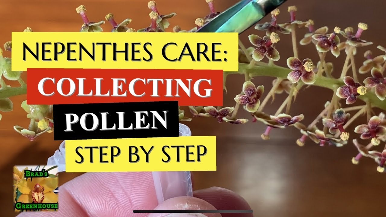 Уход за непентесом: лучший способ сбора пыльцы непентеса и ее хранения
