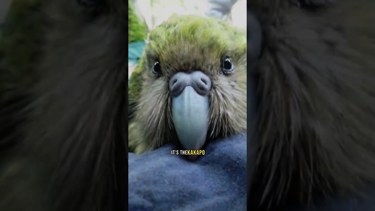 Kakapo Parrots 
