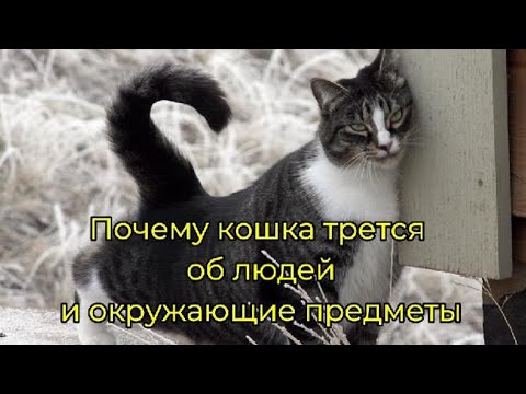 Почему кошка трется об людей и окружающие предметы