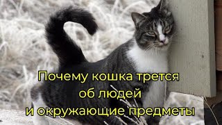 Почему кошка трется об людей и окружающие предметы