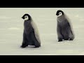 Penguins in 4K / Antartica Mp3 Song