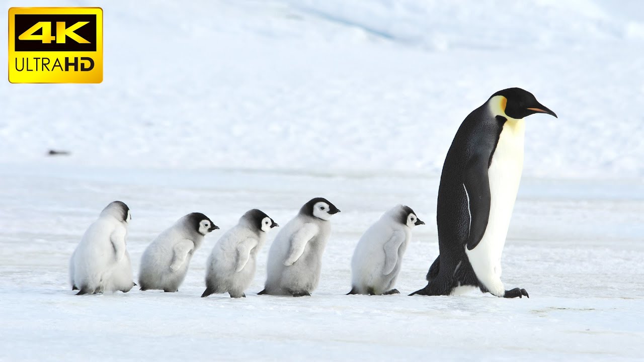 Penguins in 4K / Antartica