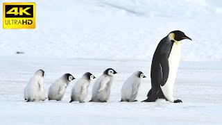 Penguins in 4K / Antartica Resimi