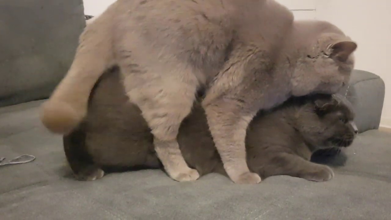 British Shorthair Cats mating / Katzen Paarung / Kedi Ciftlesmesi YouTube