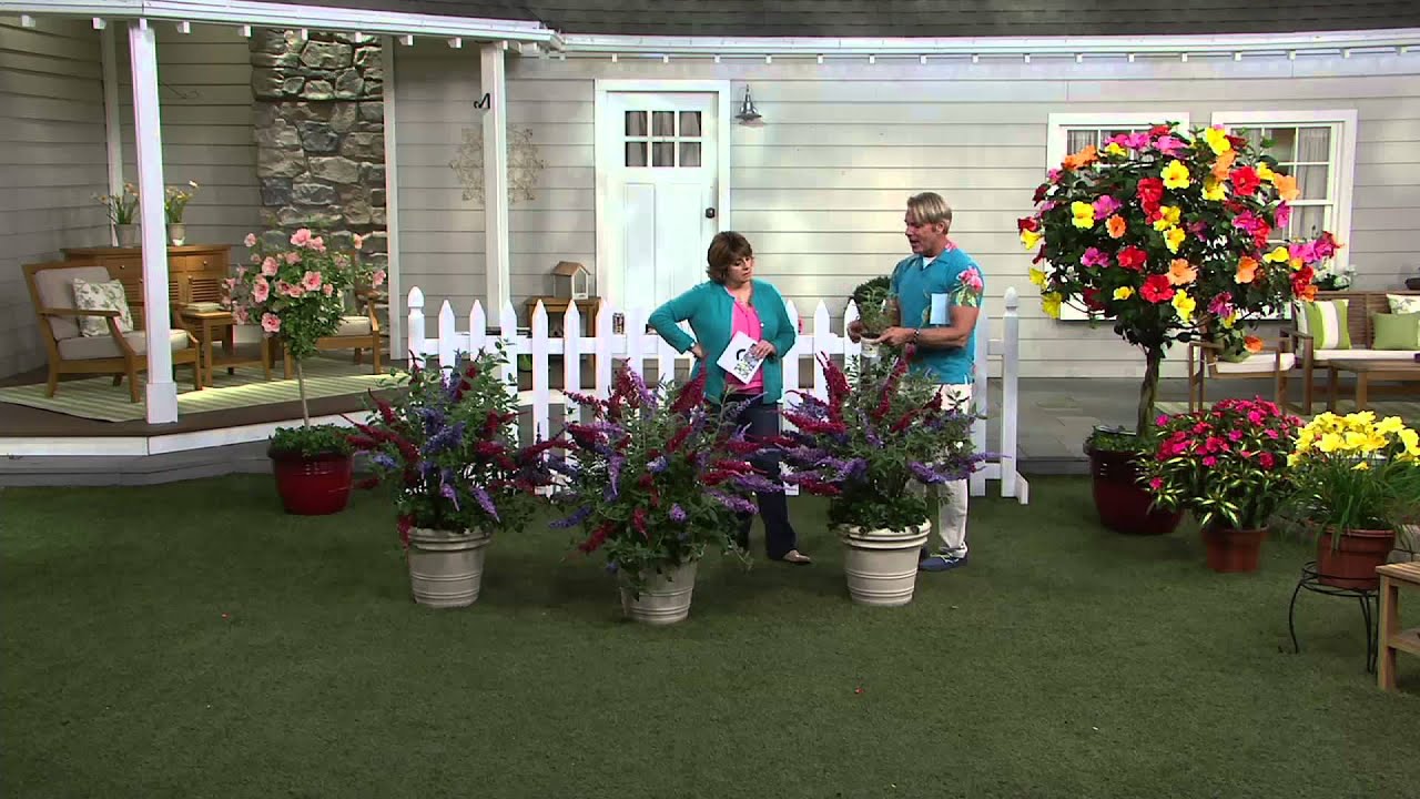 Cottage Farms Dazzling Design 3piece Tricolor Butterfly Bush on QVC