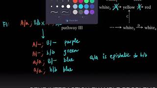 Gene Interaction Example Problems