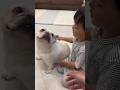 怒る寸前のフレンチブルドッグを抱きしめようとする3歳児… #shorts #保護犬