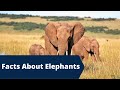 25 Interesting Facts About Elephants | Animal Facts