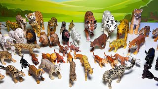 Wild Cats, Big Cats Collection - Lion, Jaguar, Leopard, Tiger, Lioness, Mountain Lion, Lynx, Bobcat