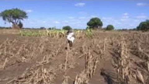 Forensics expert hunts for bodies in Mozambique
