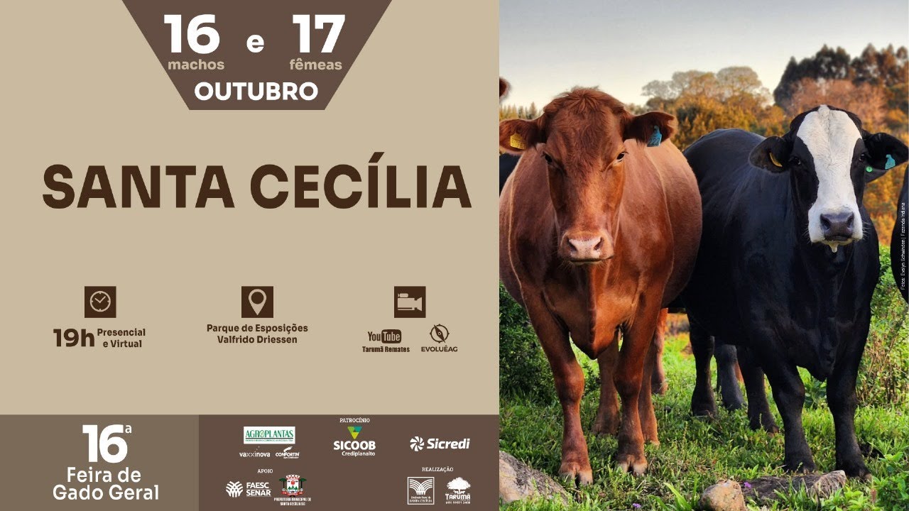 16ª Feira de Gado Geral - Fêmeas | Santa Cecília, SC 17/10/2025 I Tarumã Remates