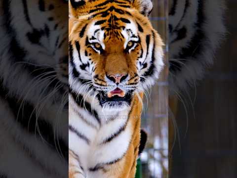 ТИГРЫ #факты #интересно #тигрица #тигр #животные #земля #мир #природа #новое