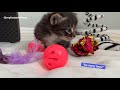 3-week-old Foster Kittens Learning to Play with Toys
