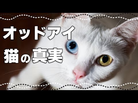まるで宝石！幸運を呼ぶオッドアイ猫の知られざる真実