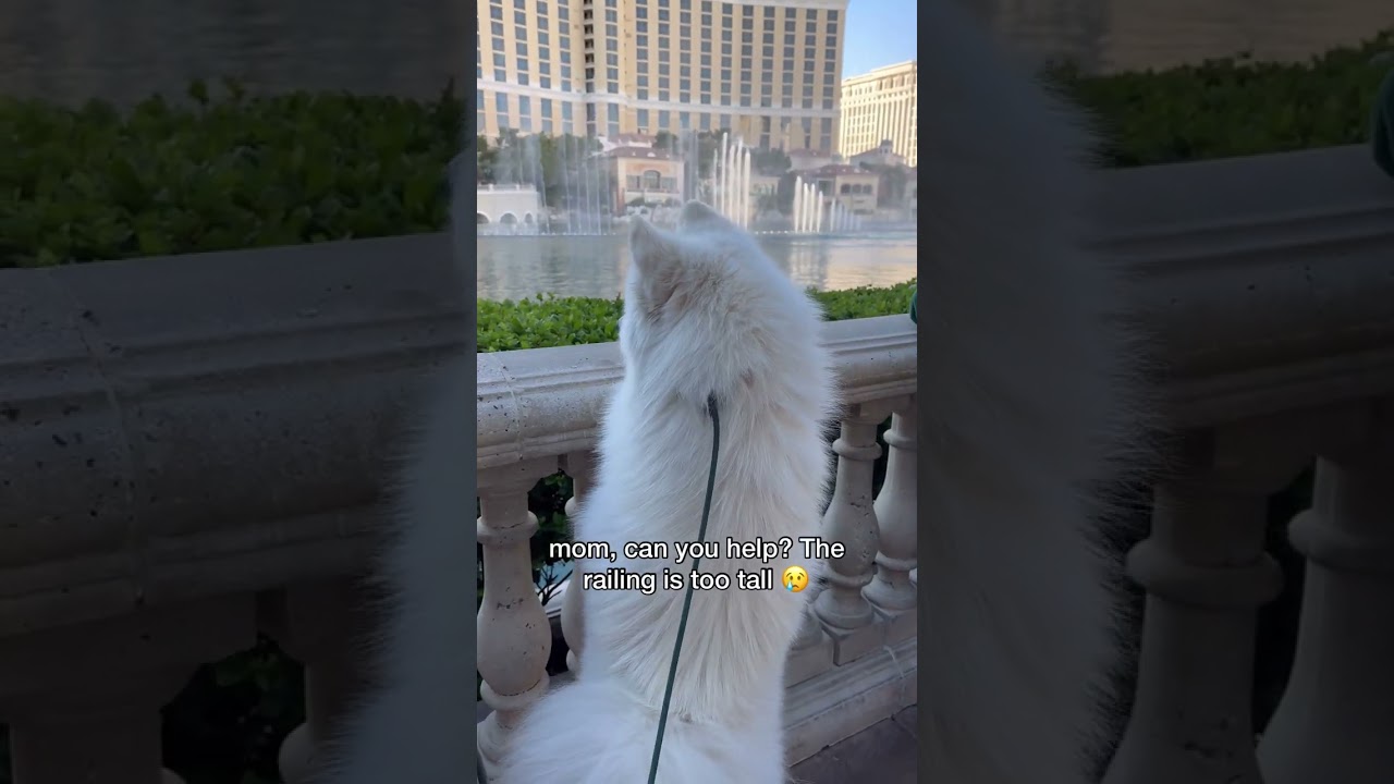 Watch my dog unlock a core memory in Vegas 