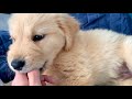 温厚なゴールデン子犬の本能が目覚めた瞬間がコチラです