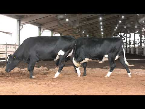 LOTE 36 • 3º LEILÃO NOVILHAS GIROLANDO CANTO PORTO • 22 DE FEVEREIRO • REMATEWEB • 10569  10768