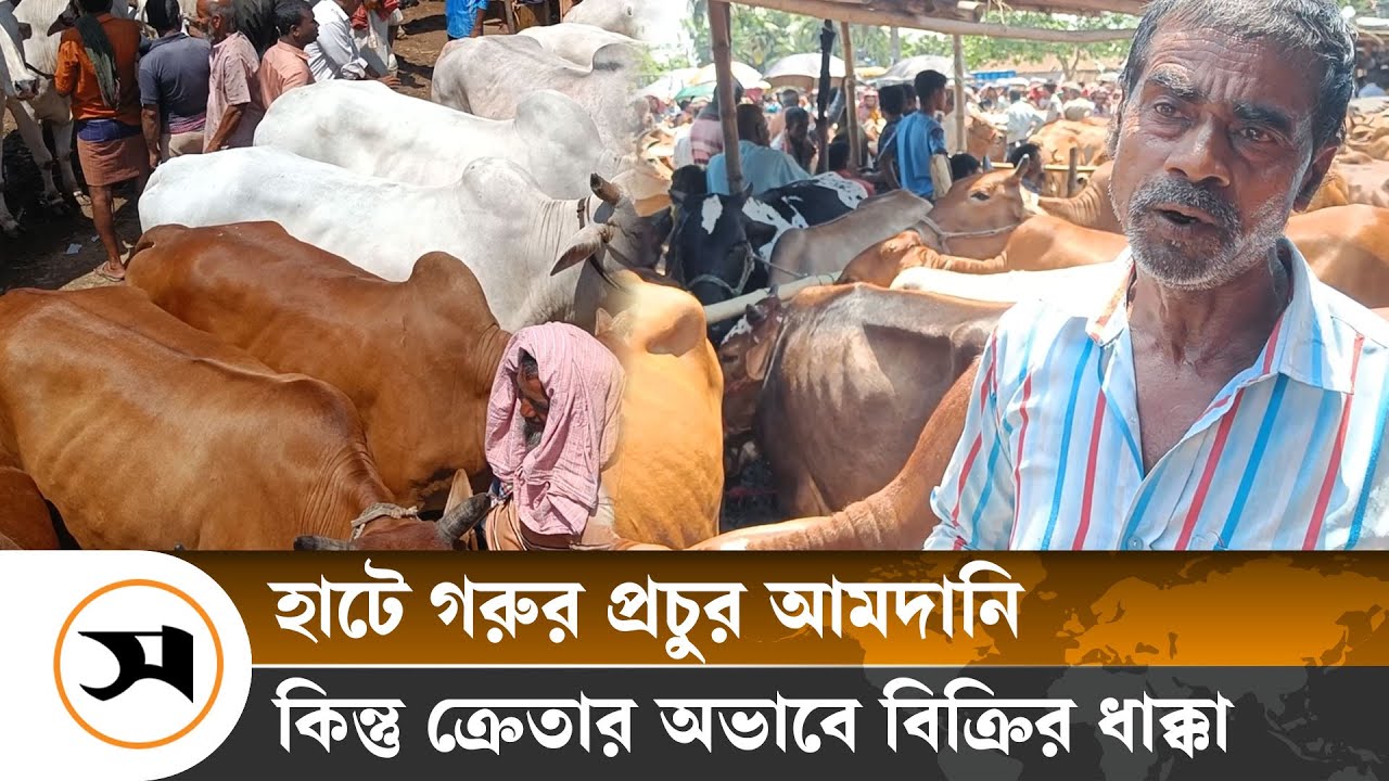 জয়পুরহাটে গরুর হাট জমজমাট, কিন্তু ক্রেতা নেই | Joypurhat | Samakal News
