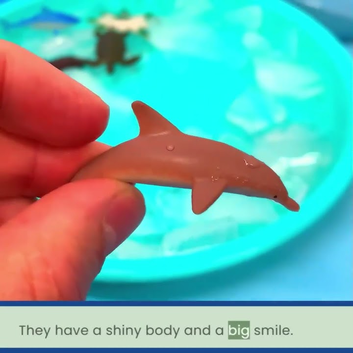 Dolphin Fun Facts! Its Shiny Body! 🐬
