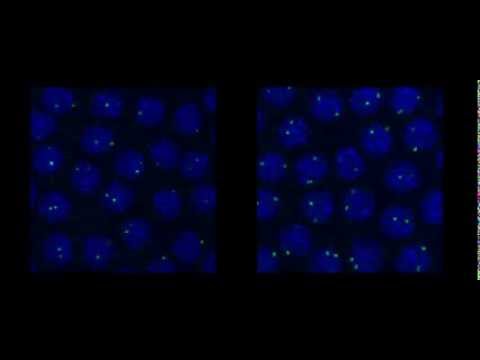 Single molecule fluorescent in situ hybridization in Drosophila embryos ...