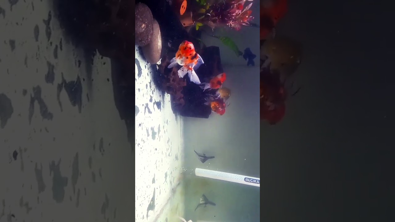 My Goldfish tank, UGV + TOP FILTER, 