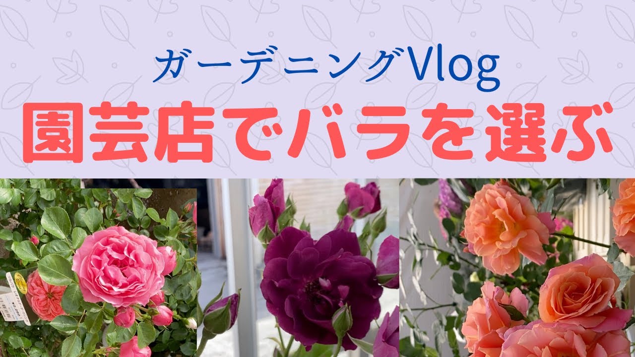 ガーデニング日記 バラはどれも良いので迷いました Youtube