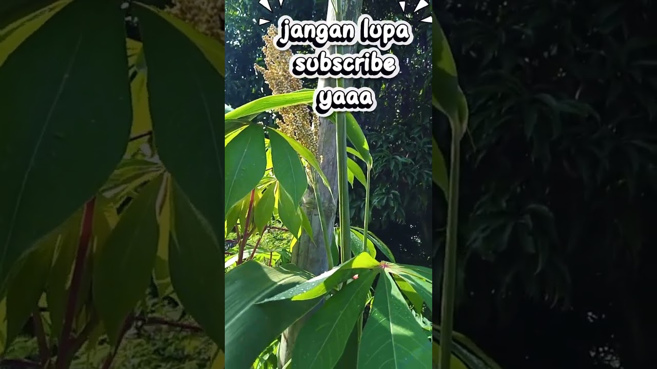tanam sorgum di kebun 