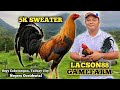 Sweater 5k  charlie lacson  lacson88 gamefarm  quality gamefowl and big farm in the philippines