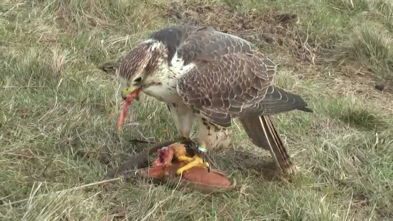Flying Zarbu the Saker Falcon