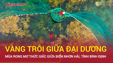 Mùa rong mơ thức giấc giữa biển Nhơn Hải, tỉnh Bình Định