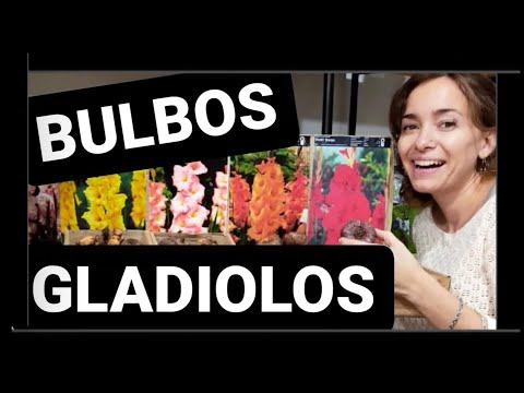 Vídeo: Para Evitar Que O Gladíolo Se Curve