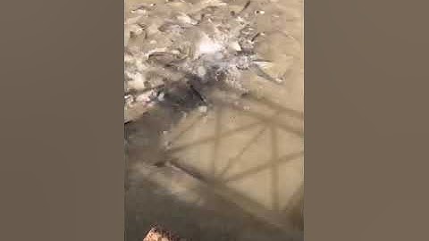 Cá thiên nhiên trên sông hậu - Cần Thơ!