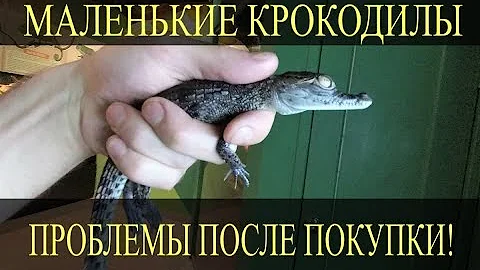Молодые крокодилы! С какими проблемами можно столкнуться после покупки маленького крокодила?!